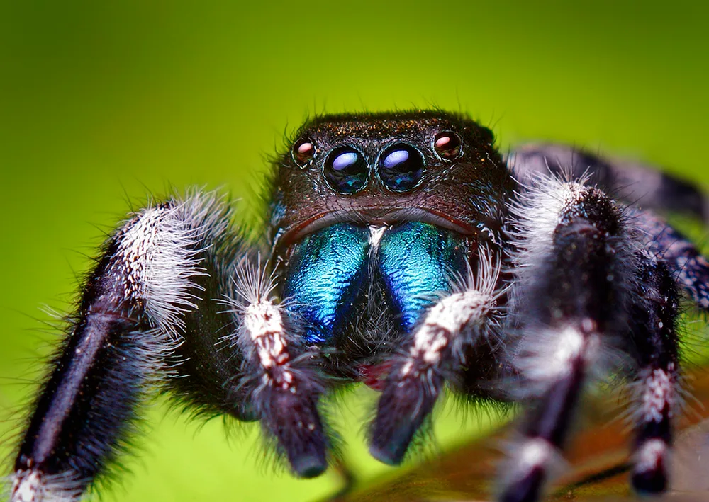 Bold Jumping Spider