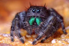 Female bold jumping spider on a rock, black hairy body and green jaws