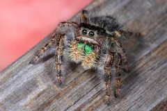 Bold jumping spider on a weathered wooden board, legs braced