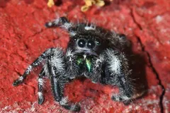 Bold jumping spider with white abdomen spots on a red painted surface