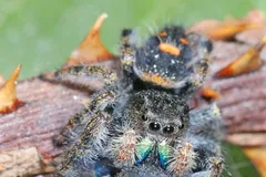 Bold jumping spider feeding on a fly on a twig