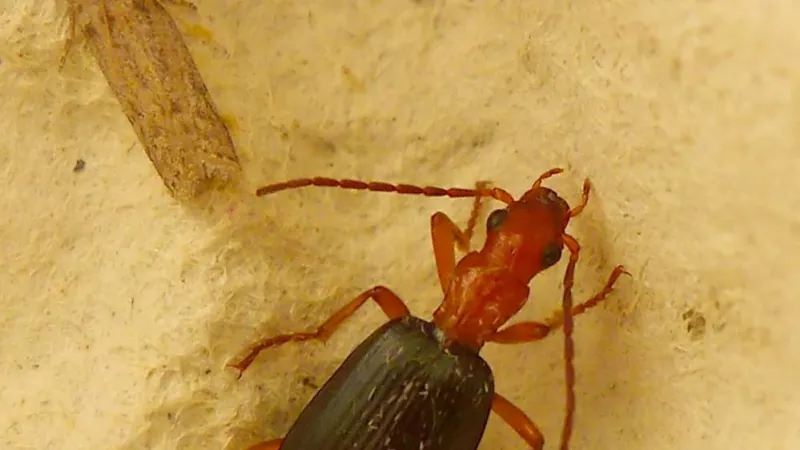 Bombardier Beetle (Brachinus crepitans) crawling across damp mossy substrate