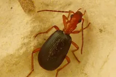 Bombardier Beetle (Brachinus crepitans) crawling across damp mossy substrate