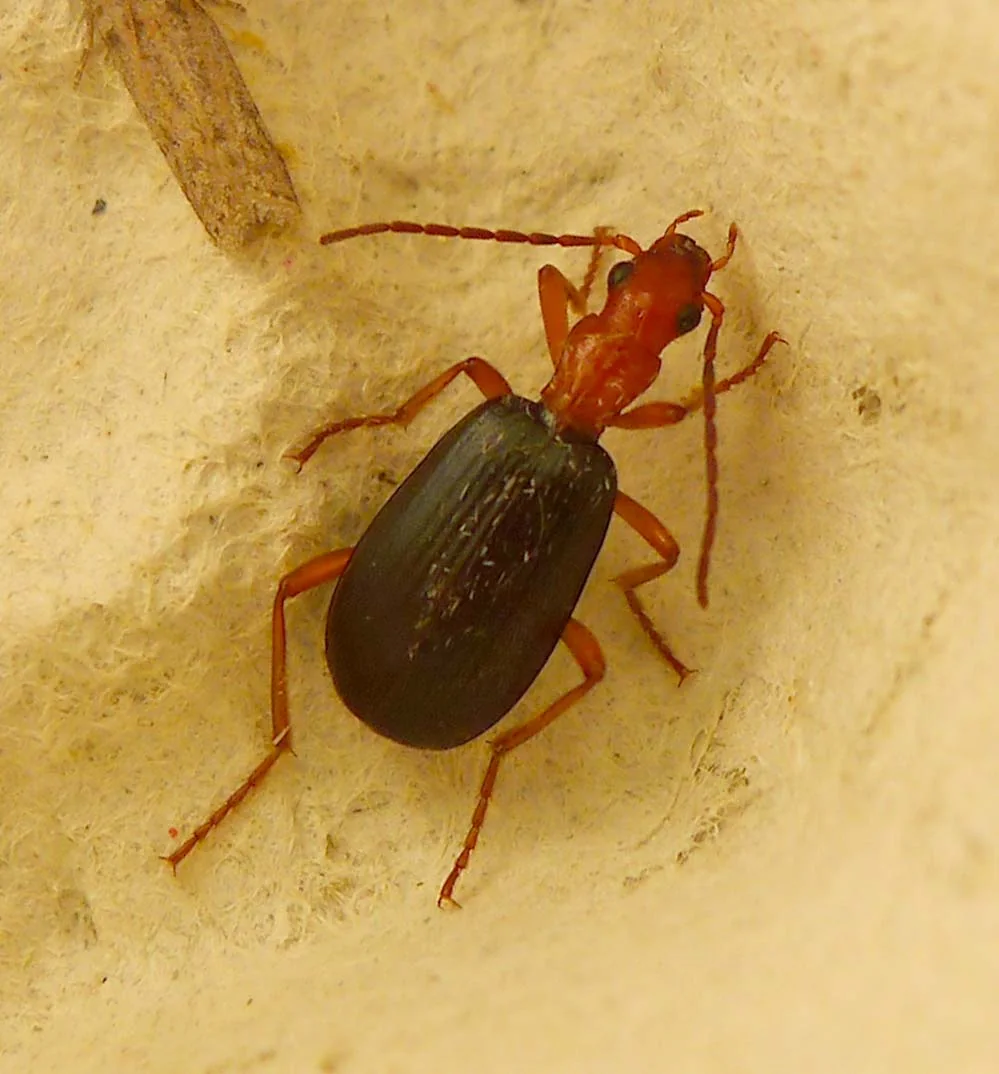 Bombardier Beetle (Brachinus crepitans) crawling across damp mossy substrate