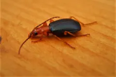 Close profile of Bombardier Beetle on wild foliage