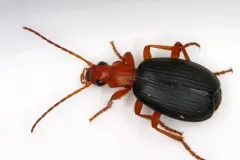 Bombardier Beetle displaying vibrant warning coloration on gravel