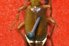Dorsal view of adult Bombardier Beetle on stone surface
