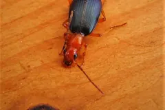 Bombardier Beetle navigating leaf litter
