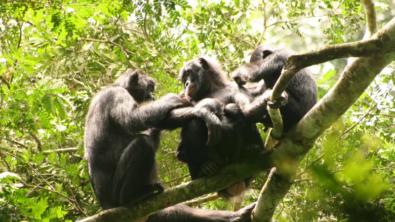 Three bonobos grooming each other on a branch in the LuiKotale rainforest
