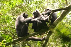 Bonobo