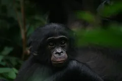 Young bonobo with a pale face peering out from dark forest shade beside its mother