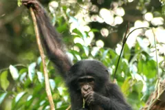 Young female bonobo climbing among thin rainforest vines