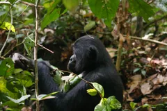 Bonobo sitting in undergrowth, reaching for leaves