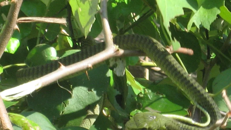 boomslang in natural habitat