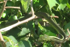 boomslang in natural habitat