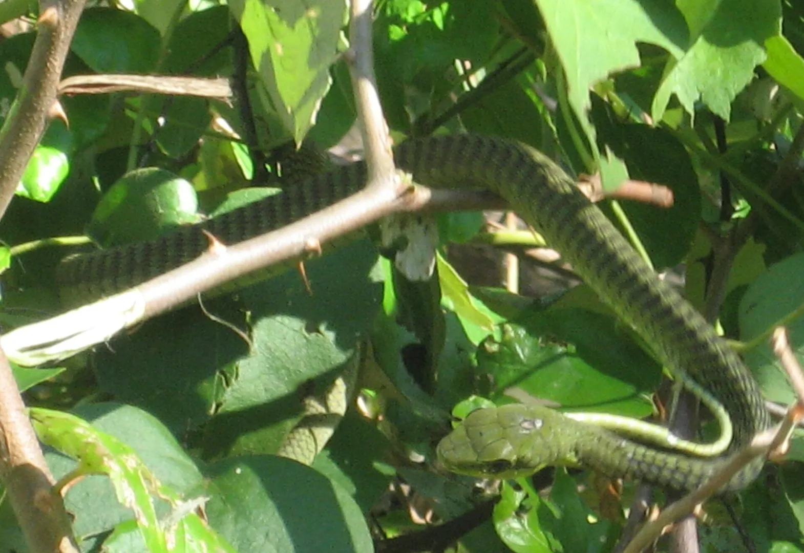 boomslang in natural habitat