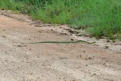 boomslang in natural habitat