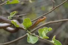 boomslang in natural habitat