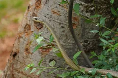boomslang in natural habitat