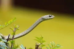 boomslang in natural habitat