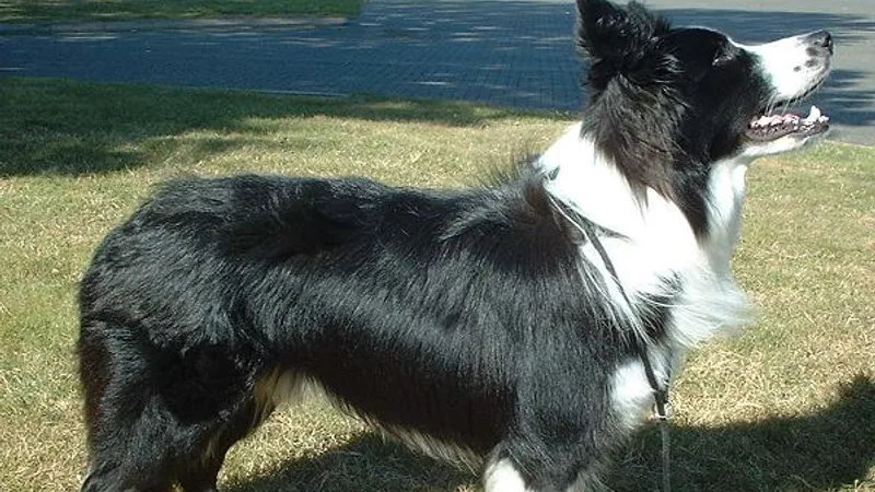 Border Collie photo