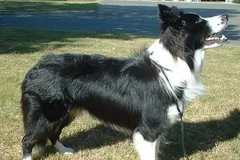 Border Collie photo