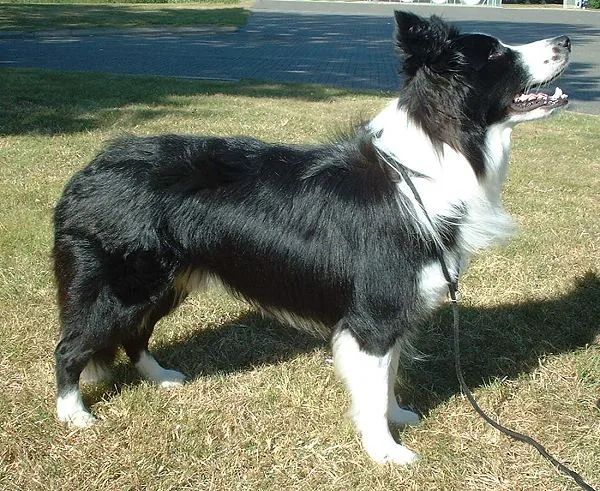 Border Collie photo