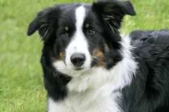 Border Collie photo