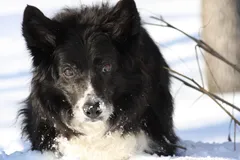Border Collie photo