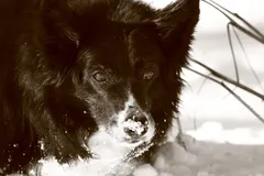 Border Collie photo