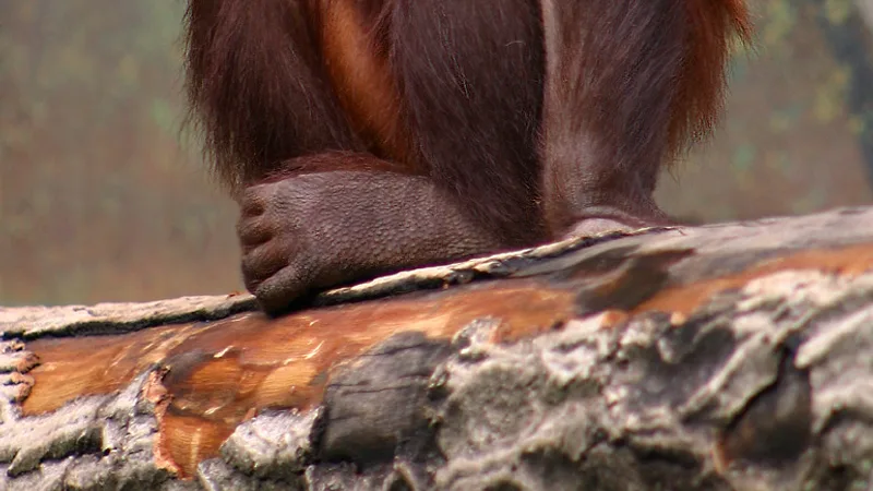 Bornean Orangutan in natural habitat
