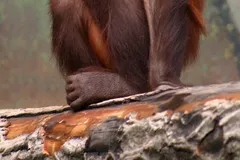 Bornean Orangutan in natural habitat