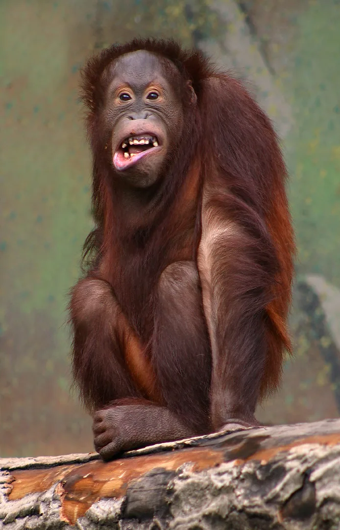 Bornean Orangutan in natural habitat