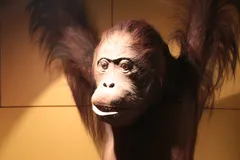 Bornean Orangutan in natural habitat