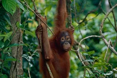 Bornean Orangutan in natural habitat