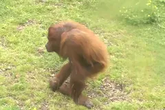 Bornean Orangutan in natural habitat