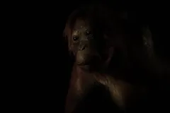 Bornean Orangutan in natural habitat
