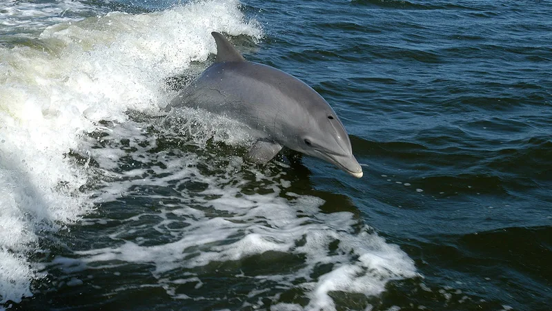 Bottlenose Dolphin in natural habitat