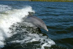 Bottlenose Dolphin in natural habitat