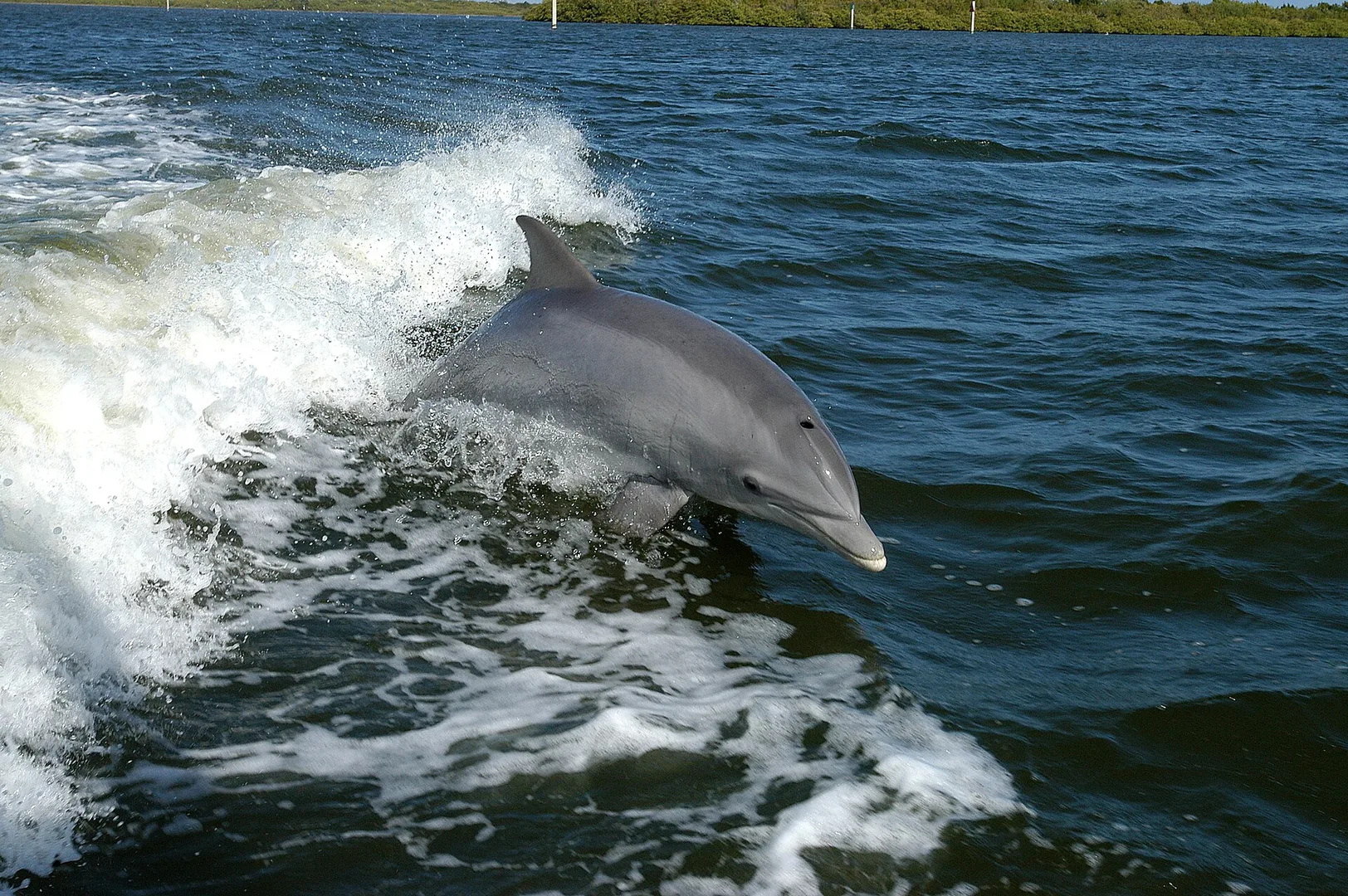 Bottlenose Dolphin in natural habitat