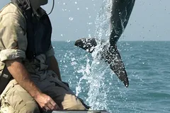 Bottlenose Dolphin in natural habitat