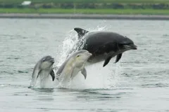 Bottlenose Dolphin in natural habitat
