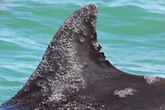 Bottlenose Dolphin in natural habitat