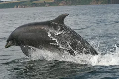 Bottlenose Dolphin in natural habitat