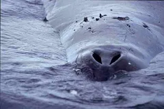 Bowhead whale in Arctic waters