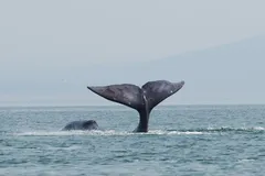 Bowhead whale in Arctic waters