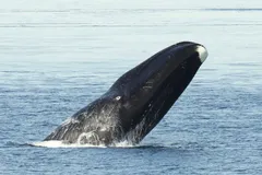 Bowhead whale in Arctic waters
