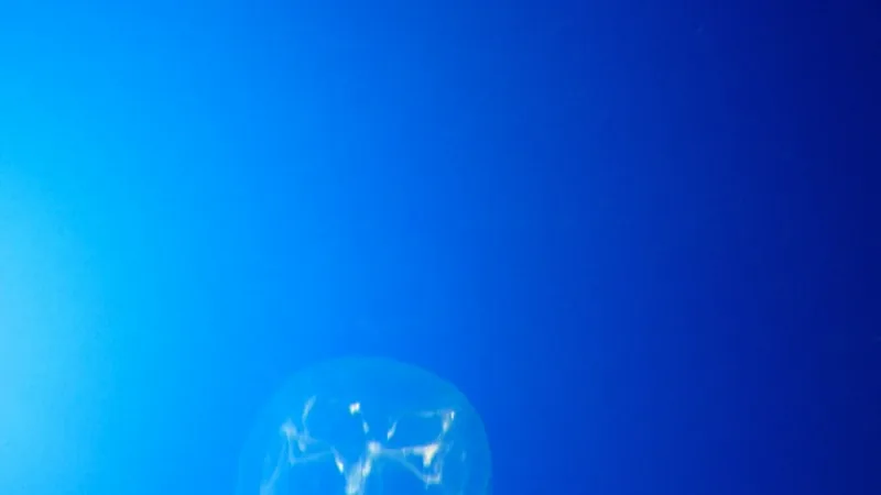 Small translucent box jellyfish low in the frame against deep blue aquarium water