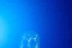 Box Jellyfish