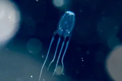 Box jellyfish of the genus Carybdea descending through open water, its bell margin in view
